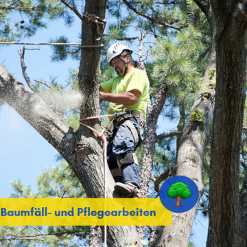 Baumfäll- und Pflegearbeiten im Stadtgebiet ab dem 8. Dezember