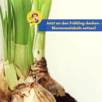 Blumenzwiebeln kostenlos für Kitas und Schulen